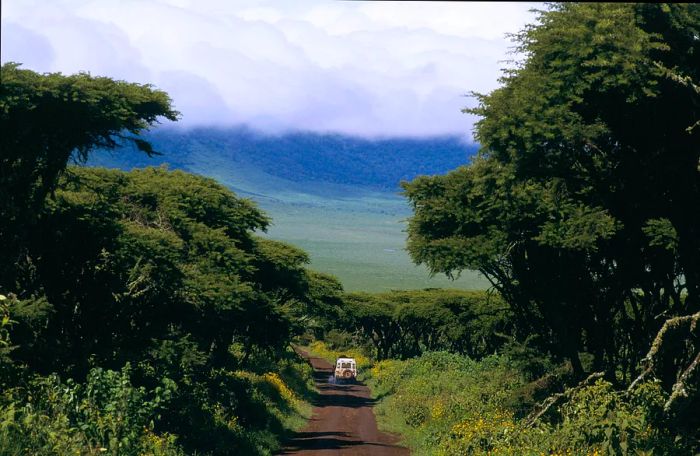 A safari vehicle navigates a winding dirt path