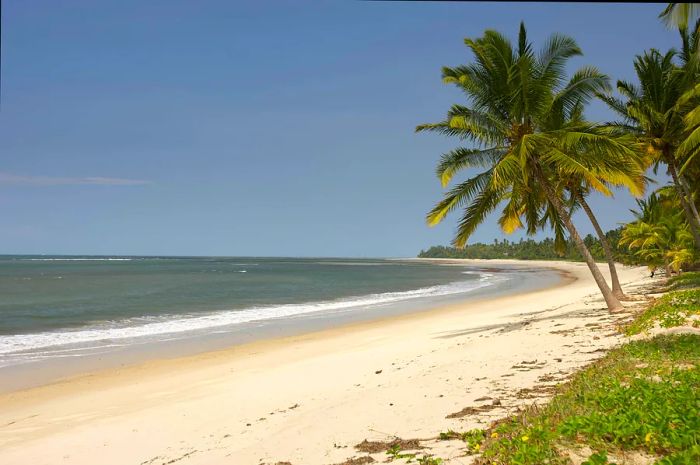 A pristine white-sand beach framed by swaying palm trees