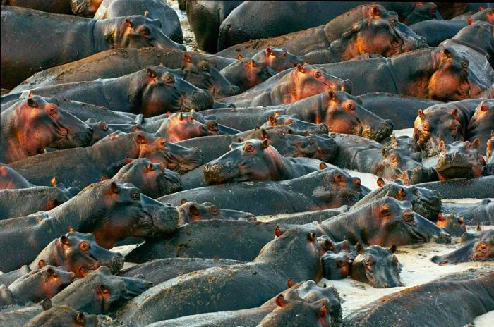 A close-up of hippopotamuses gathered around shallow water holes during the dry season