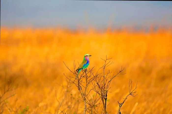 A lilac-breasted roller perched on a branch in the African savannah