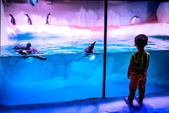 A child observes penguins in their habitat at Sea Life Bangkok Ocean World aquarium.