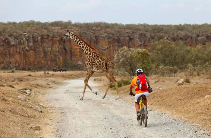 A giraffe crosses a path in front of a cyclist at Hell's Gate National Park in Kenya.