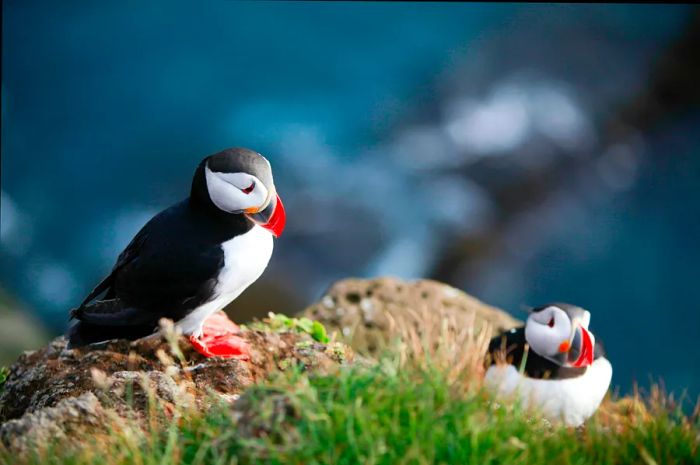 Two puffins — striking black-and-white birds with bright red, orange, and yellow beaks and feet — perch on the edge of a cliff.