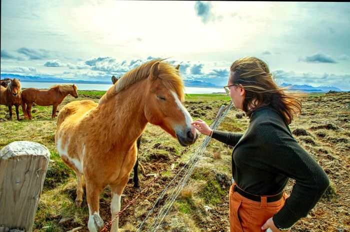 A young woman interacts with an Icelandic horse in a vast field along the fjord, framed by snow-capped mountains and a dramatic sky.