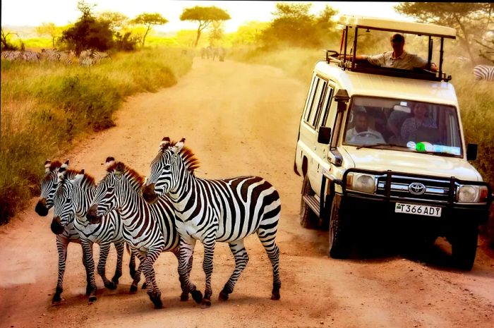 Zebras grazing in front of a safari jeep at Serengeti National Park, Tanzania