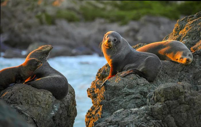 Fur seals basking on rocks in the warm evening sun near Cape Palliser, New Zealand.