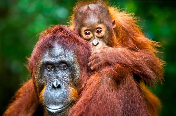 Orangutans in Tanjung Puting National Park, Indonesia