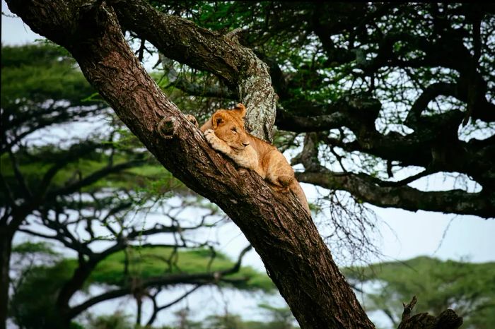 A female lion lounging on a branch in Manyara National Park, Tanzania, East Africa