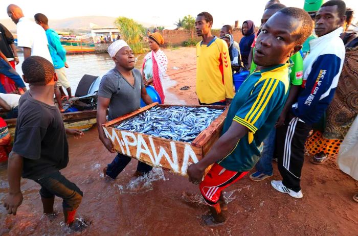 Fishermen transport and trade their catch along the shores of Lake Tanganyika in Kigoma, Tanzania, East Africa.