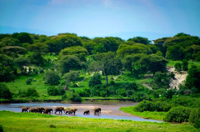 A panoramic view of a family of elephants crossing a shallow river surrounded by lush greenery in Tarangire National Park, Tanzania, East Africa