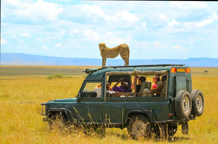 A cheetah perched on top of a jeep in the Masai Mara, Kenya.