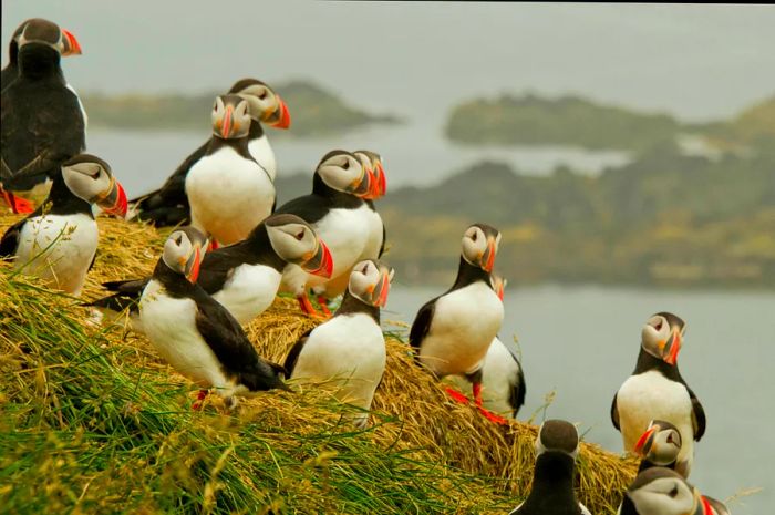 A group of striking black-and-white birds with vibrant beaks congregate on a clifftop under a misty sky.