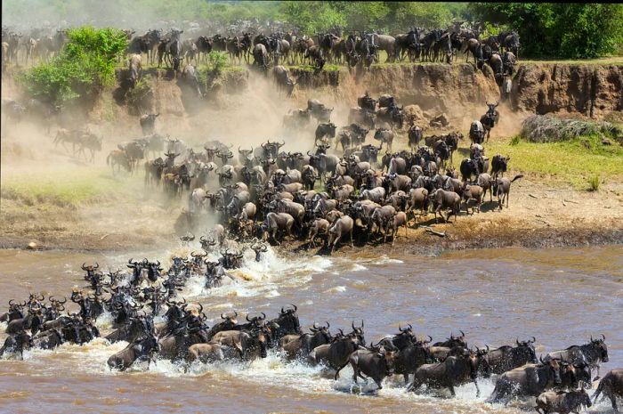 The Annual Great Migration in the Serengeti, Tanzania.