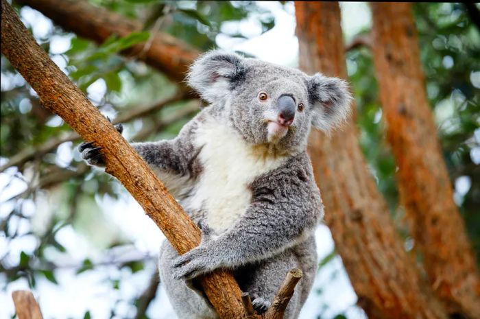 A koala at Taronga Zoo looking directly at the camera.