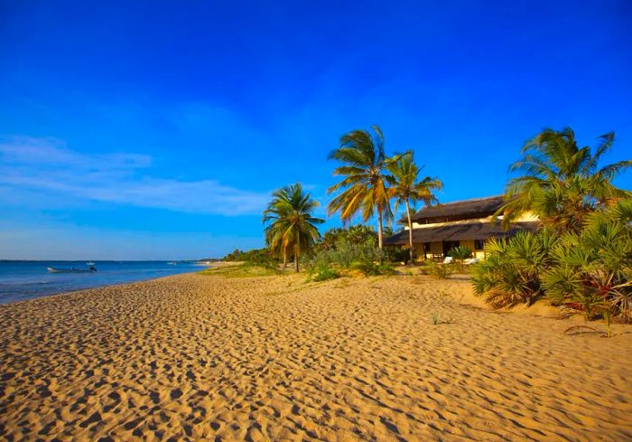 A picturesque sandy beach lined with palm trees.