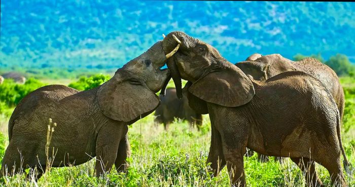 Two playful young elephants testing their strength