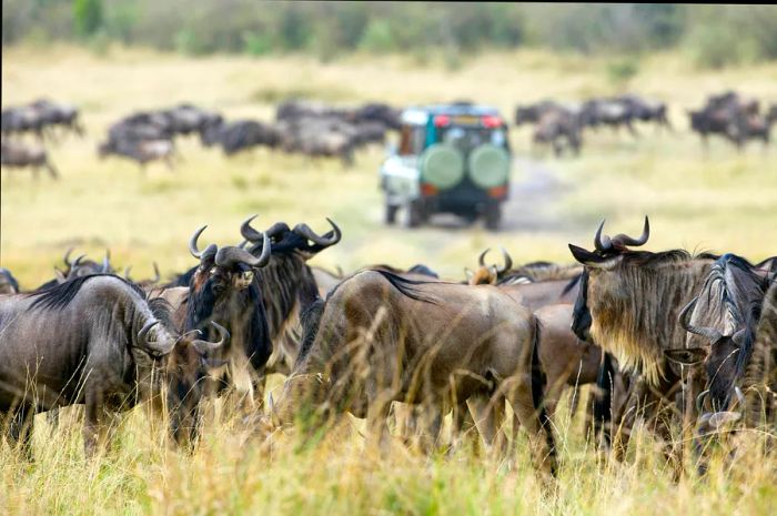 Wildebeests roaming the Savannah during their annual migration in Kenya