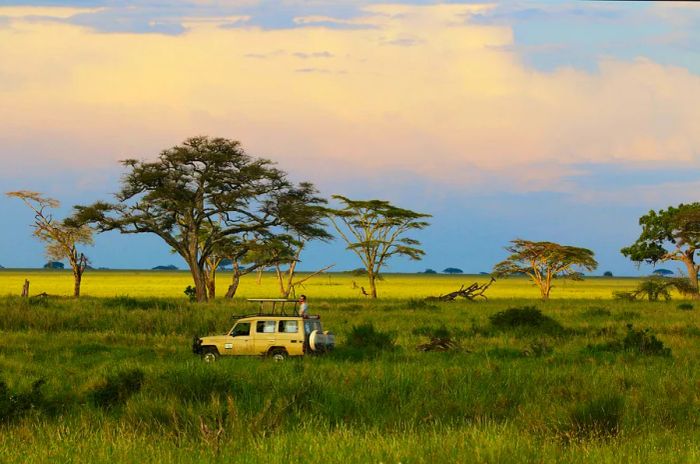 A lone figure gazes over the plains from a safari truck.