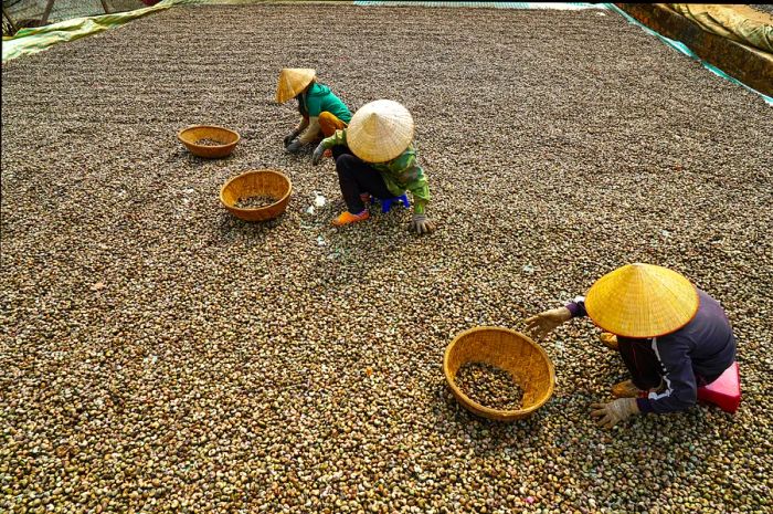 Farmers handpicking fresh coffee beans at a plantation in Buon Me Thuot, Dak Lak, Vietnam