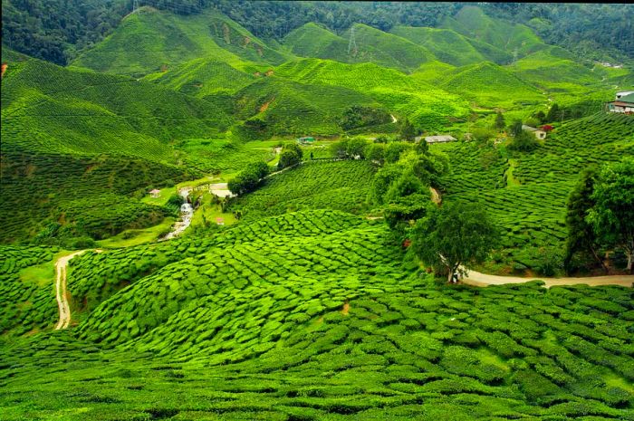 Tea plantations adorn Kenya's rolling green hills.