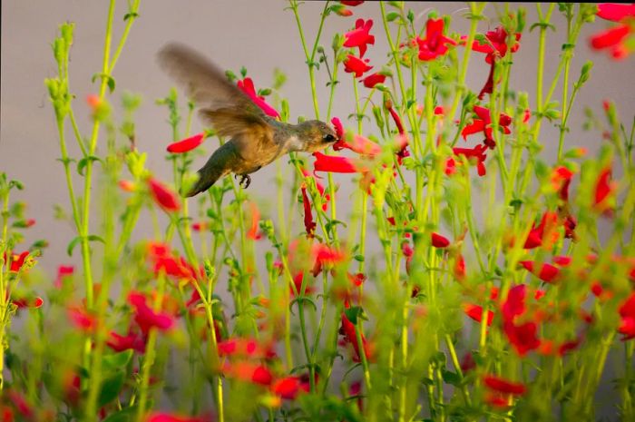 A hummingbird feeding on a red flower at the Desert Botanical Garden in Phoenix, Arizona, USA