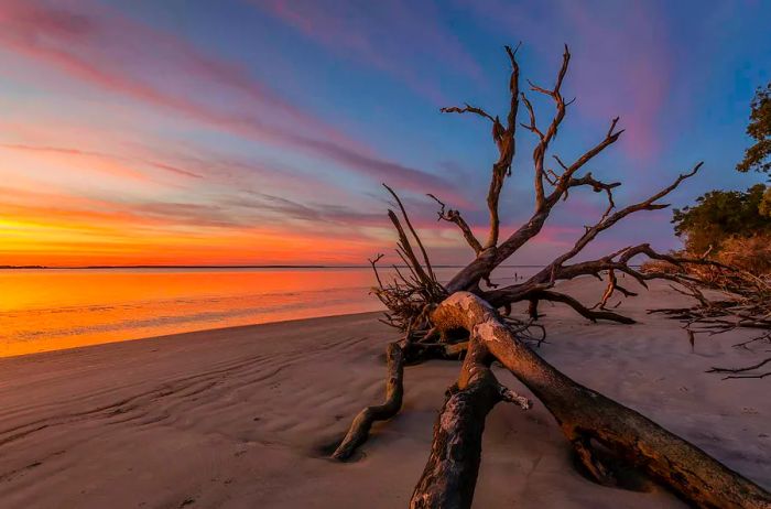 A fallen tree trunk rests on a beach at dawn - Jekyll Island, Georgia, United States; Ideal US winter sun destinations