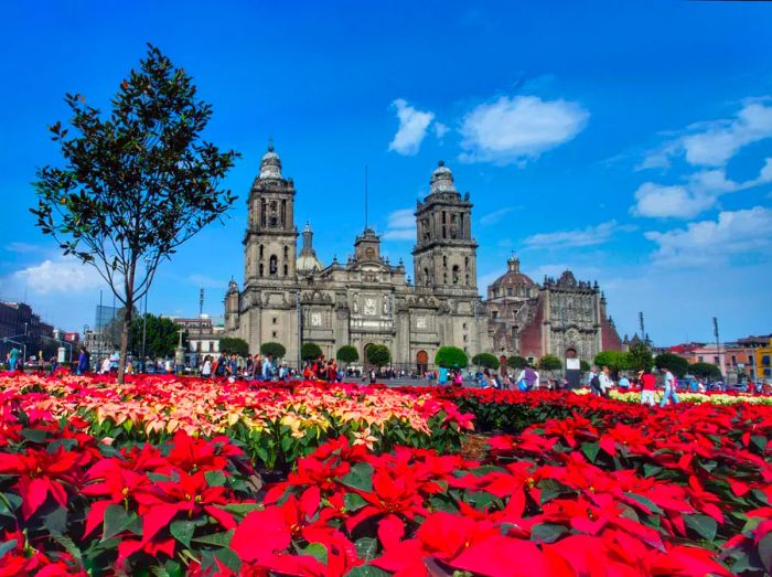 Christmas in Mexico City showcases vibrant poinsettias displayed outside the city's main church.