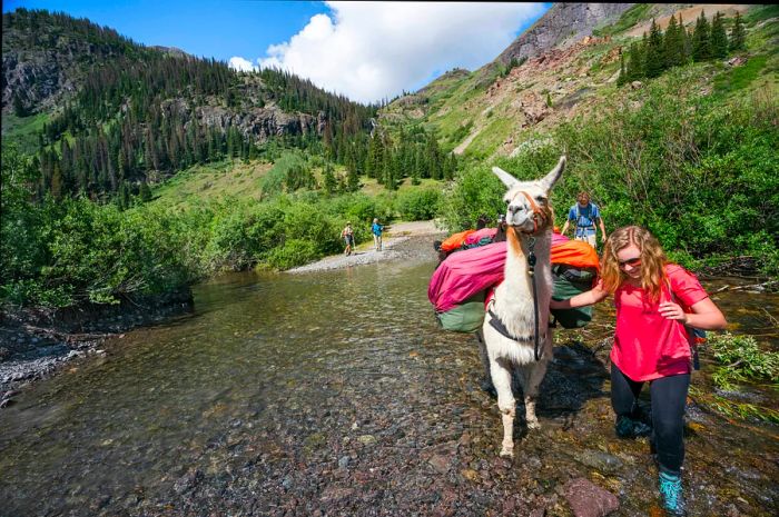 Enhance your trekking experience in the Rocky Mountains by letting a furry companion handle the heavy lifting: a llama. Getty Images