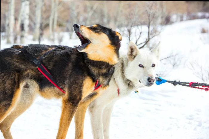 Many Vail companies provide sledding adventures, where you can first meet the husky dogs that will pull you through the snowy terrain. Brent Bingham Photography/Getty Images