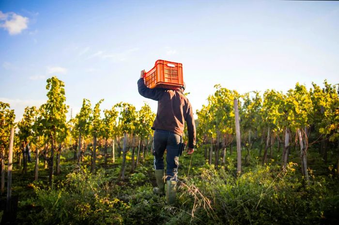 A man balances a tray on his shoulder while walking through a vineyard on a crisp autumn day before the harvest.