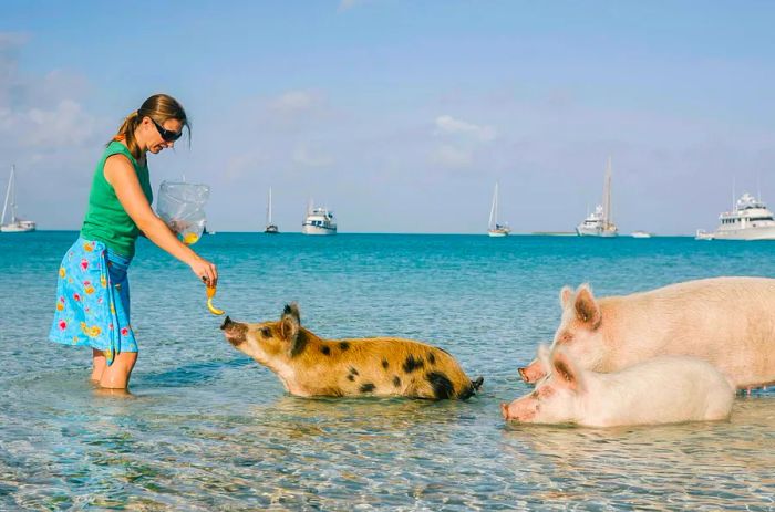 A woman stands in the shallow waters, feeding orange peel to a pig swimming nearby