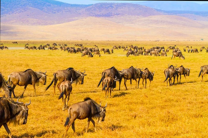 Close-up of wildebeest roaming in Tanzania's Ngorongoro Crater.