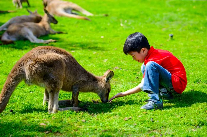 A young boy feeds a kangaroo at a wildlife park