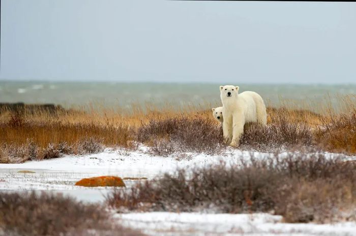 Two polar bears amidst snowy coastal vegetation