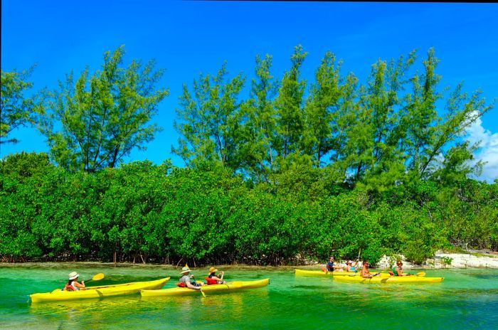 People kayaking in the azure waters bordered by mangroves at Lucayan National Park, Bahamas