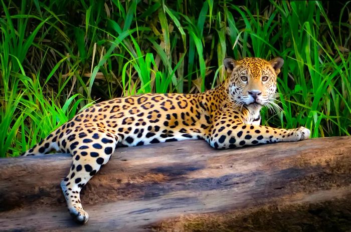 A jaguar lounges on a tree trunk by the Tambopata River in the Peruvian Amazon