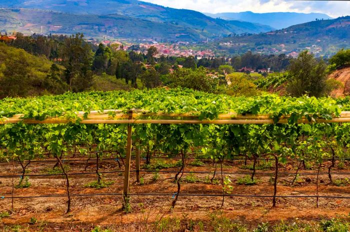 A vineyard extends towards the charming town of Samaipata, Bolivia