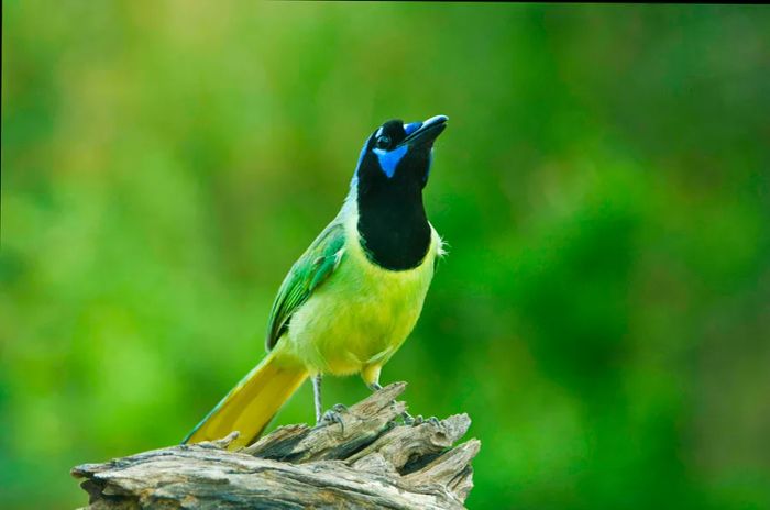 Green Jay, Santa Clara Ranch, Rio Grande Valley, Texas, USA