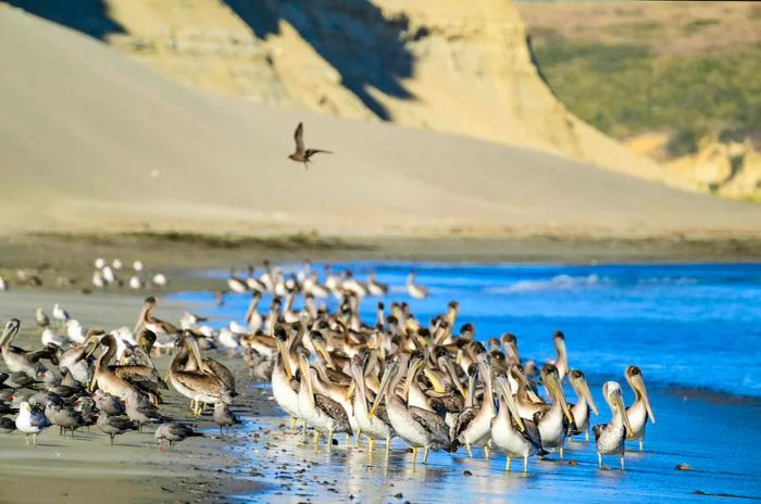 A feeding frenzy of brown pelicans at Point Reyes National Seashore, California