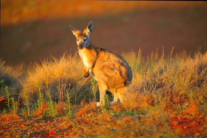 Kangaroo spotted in the wild within the Flinders Ranges, South Australia.