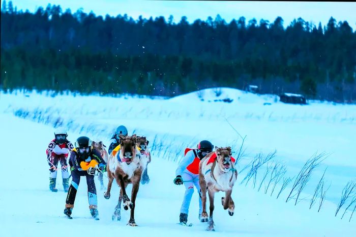 Reindeer and their drivers race toward the finish line in Inari, Finland.