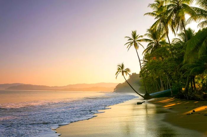 A sunset casting its glow on a palm-lined beach