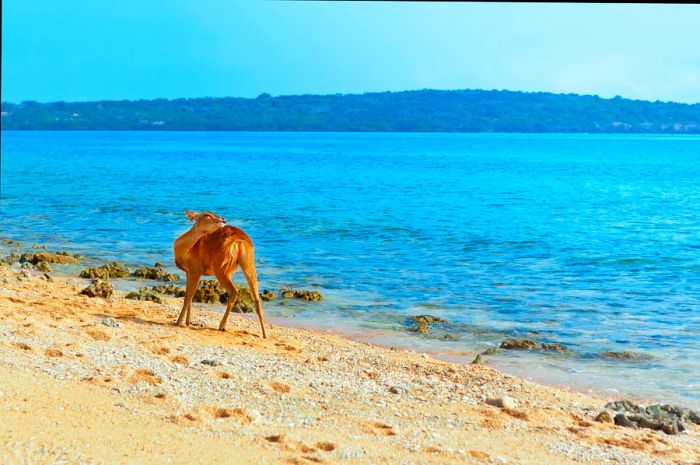 You might find yourself sharing the beach with some Javan rusa at Menjangan Beach. Getty Images