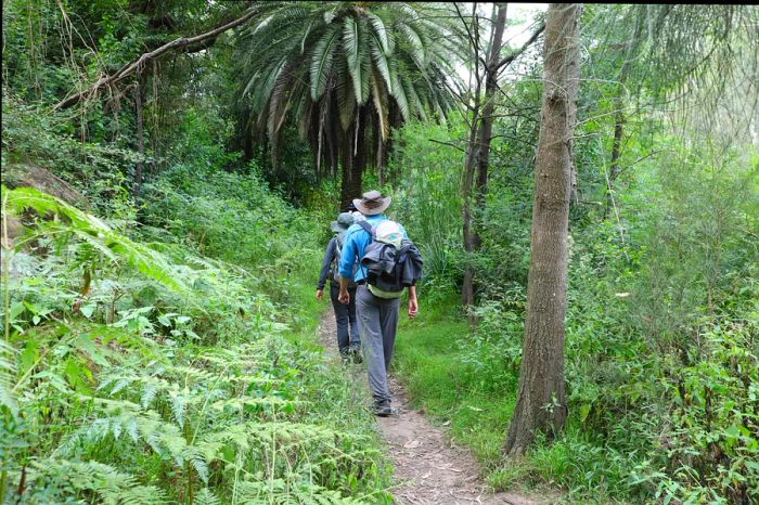 The Great North Walk alongside the Lane Cove River in Lane Cove National Park