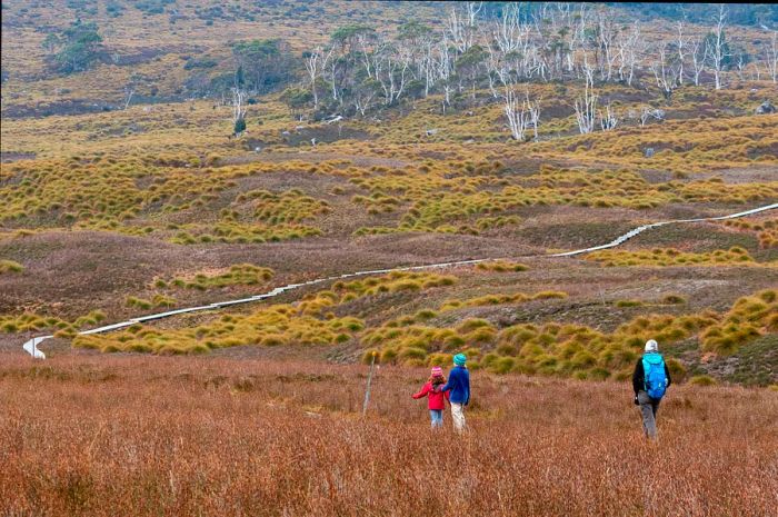 A family with a child starts their backpacking journey on the initial stretch of the Overland Track from Ronnie Creek in Cradle Mountain - Lake St Clair National Park, Tasmania, Australia.