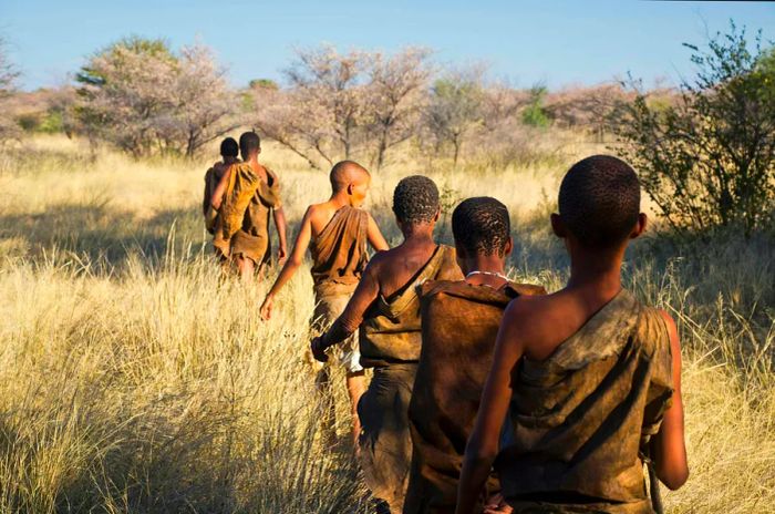 A group of San Bushmen traverses the tall grass in Botswana, captured from behind.