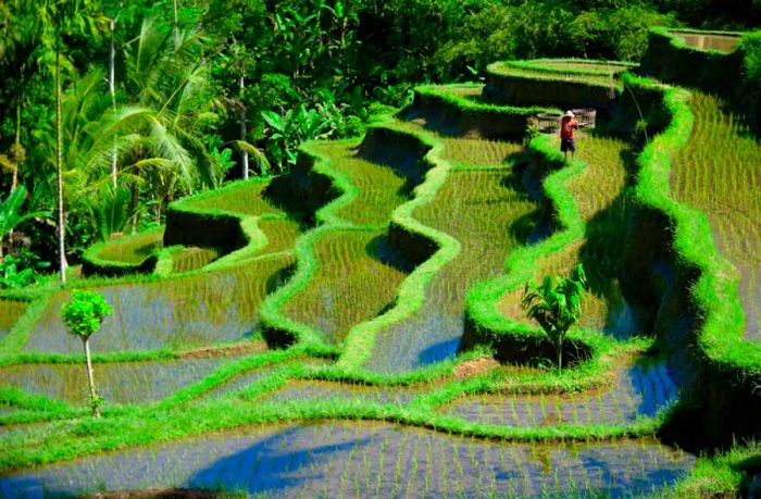 A panoramic view of the flooded rice terraces close to Ubud