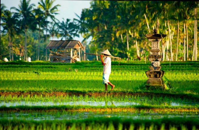 A farmer tends to rice fields near Ubud, Bali