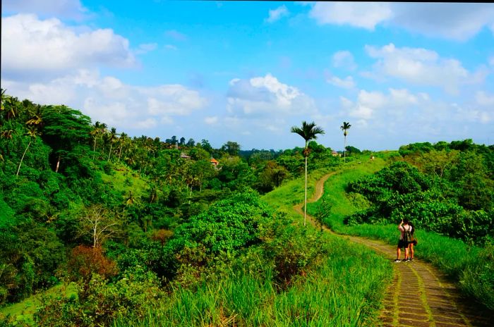 Hikers traverse a paved path that winds along a forested ridge known as Campuhan Ridge Walk, Bali.