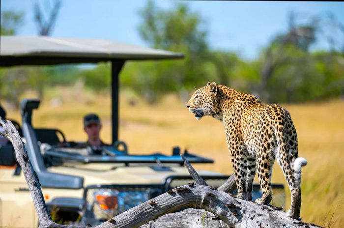 Leopard in the wild, Okavango Delta, Botswana, Africa